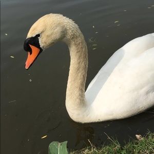 Meet your Posher, Paige